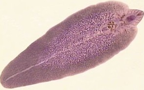 Fasciola, imagen microscópica